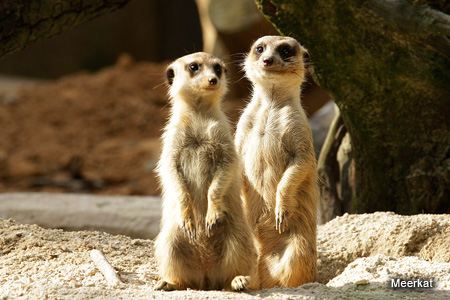 Images of Meerkats